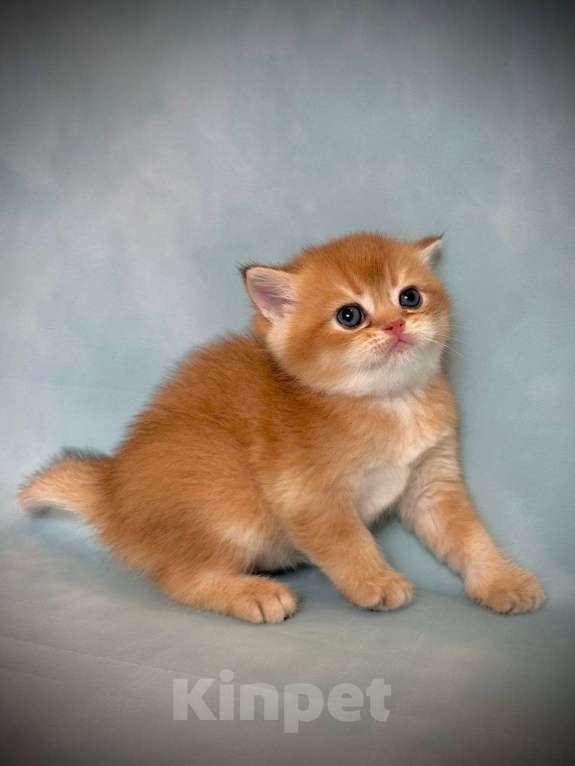 Кошки в Калуге: Британская золотая шиншилла Мальчик, 45 000 руб. - фото 7