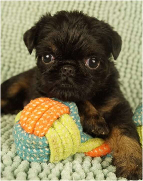 Собаки в Москве: ЗАРНИЦА Девочка, 90 000 руб. - фото 1