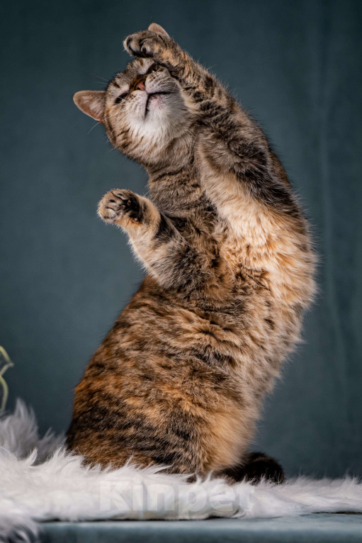 Кошки в Клине: Мадам — необычная кошечка Девочка, Бесплатно - фото 6