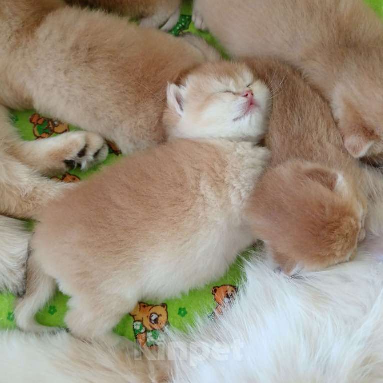 Кошки в Новосибирске: Британский мальчик с документами  Мальчик, 25 000 руб. - фото 7