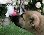 Собаки в Шахте: щенки алабая Мальчик, 25 000 руб. - фото 8