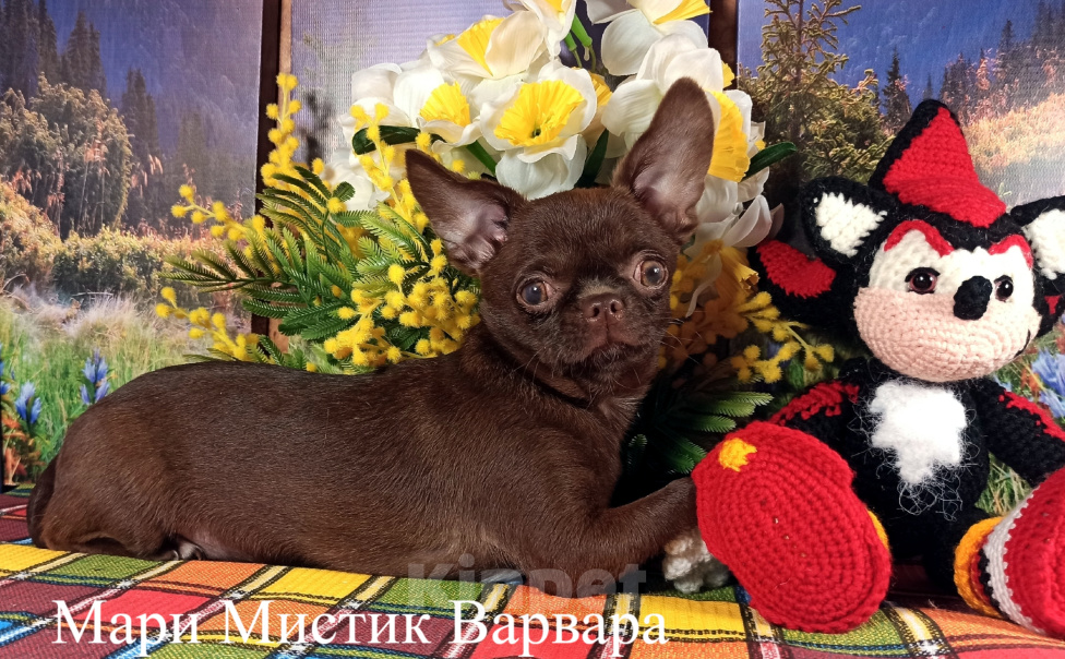 Собаки в Санкт-Петербурге: Шикарная девочка чихуа, вес 2,3 кг, шоколад окрас Девочка, 100 000 руб. - фото 5