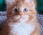 Кошки в Дмитрове: Котята. Мейн-кун. Мальчик, Бесплатно - фото 3