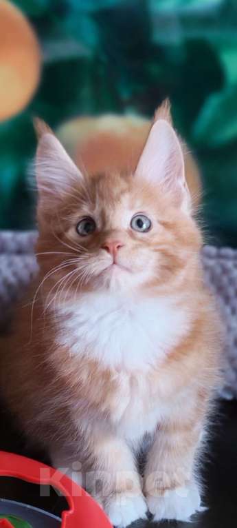Кошки в Дмитрове: Котята. Мейн-кун. Мальчик, Бесплатно - фото 3
