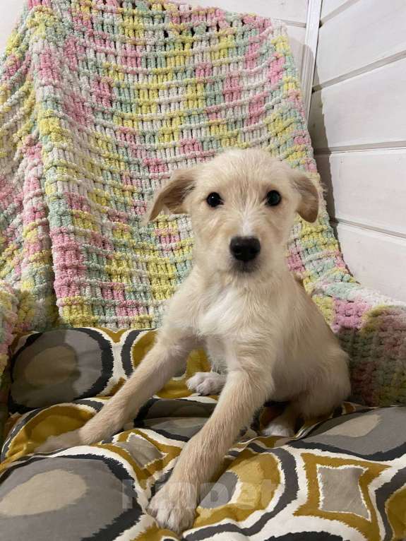 Собаки в Москве: Щенок девочка в добрые руки Девочка, Бесплатно - фото 3