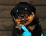 Собаки в Воронеже: Продажа щенки ротвейлера Мальчик, Бесплатно - фото 1