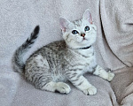 Кошки в Королеве: Британские котята Табби Девочка, 7 000 руб. - фото 3