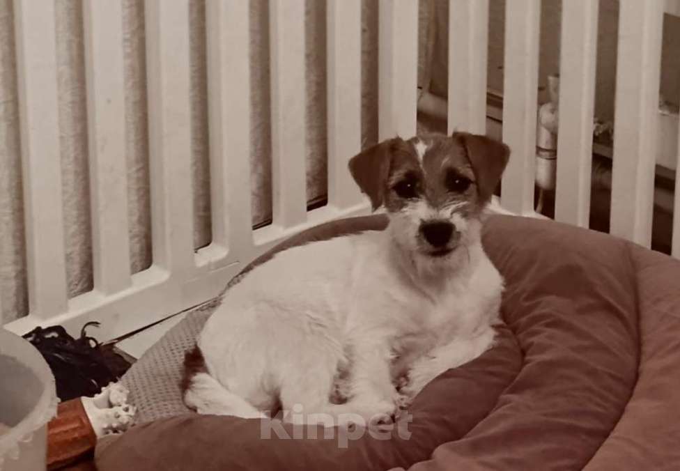 Собаки в других городах Краснодарского края: Девочка Джек рассел Девочка, 30 000 руб. - фото 2