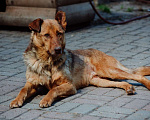 Собаки в Санкт-Петербурге: Роскошный, грозный внешне, мягкий внутри пёс Мальчик, Бесплатно - фото 4