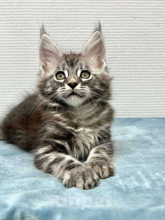 Кошки в Москве: Мейн-кун мальчик  Мальчик, 30 000 руб. - фото 1