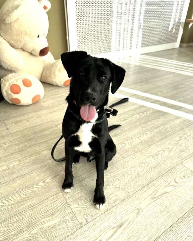 Собаки в Москве: Щенок бесплатно в Москве Мальчик, Бесплатно - фото 6