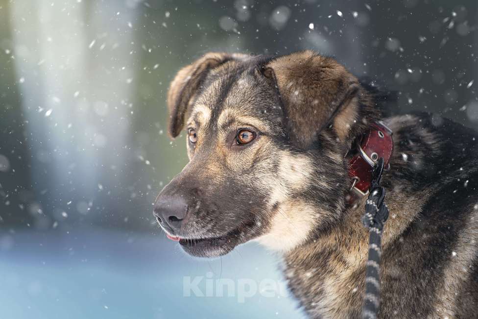 Собаки в Клине: Эстери — яркая звёздочка Девочка, Бесплатно - фото 1