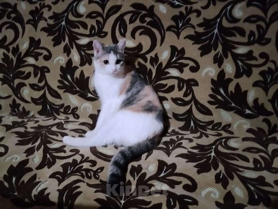 Кошки в других городах Башкортостана: Васелина Девочка, Бесплатно - фото 1