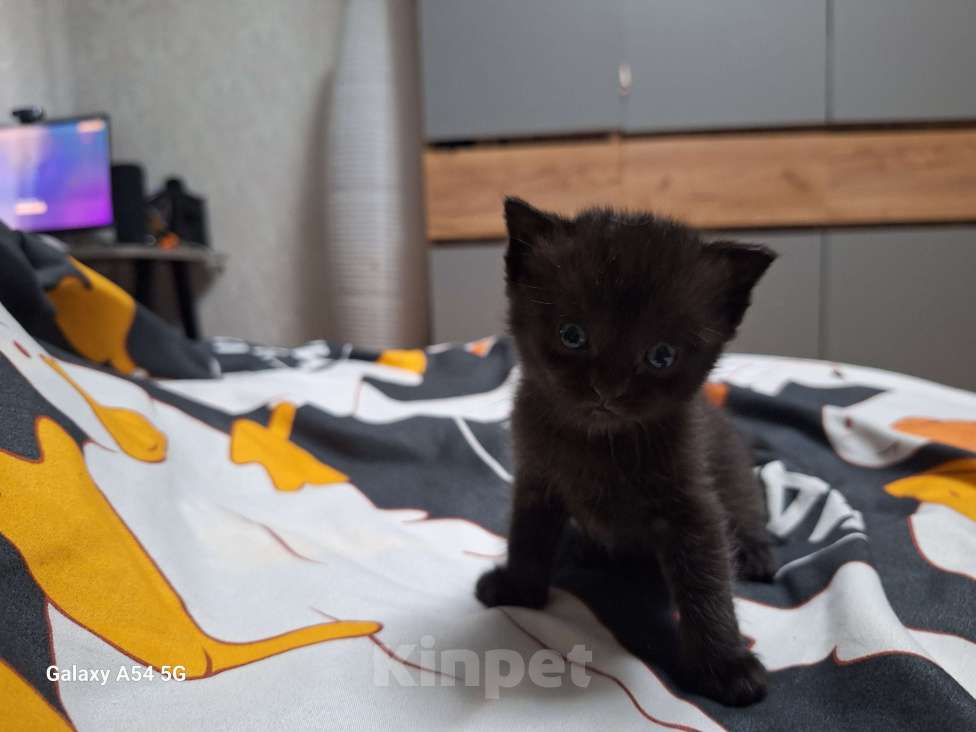 Кошки в Москве: Чёрные британские  Мальчик, 5 000 руб. - фото 4