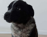 Собаки в Одинцово: Щенок здоровый и игривый Девочка, 1 руб. - фото 1