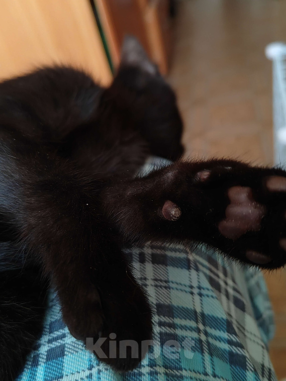 Кошки в Санкт-Петербурге: Уголёк на счастье! Мальчик, Бесплатно - фото 7