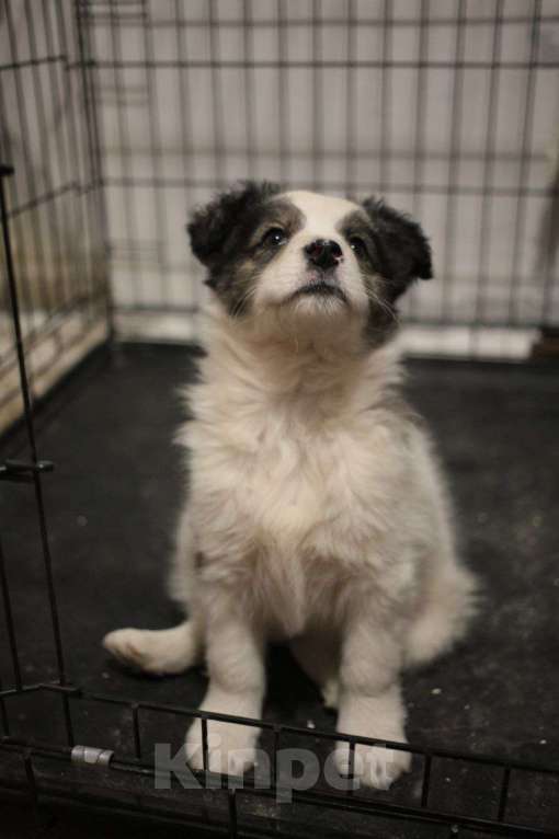 Собаки в Москве: Белый щенок Мальчик, Бесплатно - фото 1