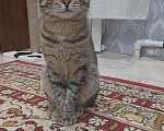 Кошки в Санкт-Петербурге: Ласковый котик ищет новый дом  Мальчик, Бесплатно - фото 1