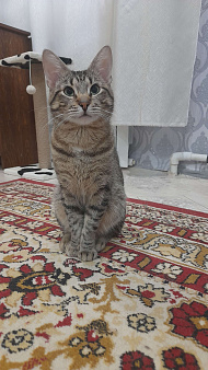 Объявление: Ласковый котик ищет новый дом , Бесплатно, Санкт-Петербург