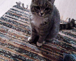 Кошки в Гагарине: Котята в добрые руки, 100 руб. - фото 2