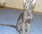 Кошки в Краснодаре: Ориентальный котенок Мальчик, 15 000 руб. - фото 5