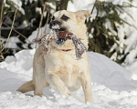 Собаки в Москве: Ева невероятной красоты ищет дом Девочка, Бесплатно - фото 5