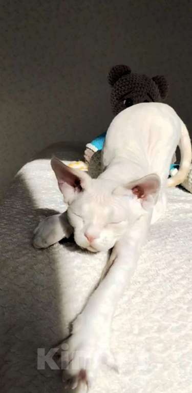 Кошки в Москве: Котенок Девон рекс Мальчик, 60 000 руб. - фото 4