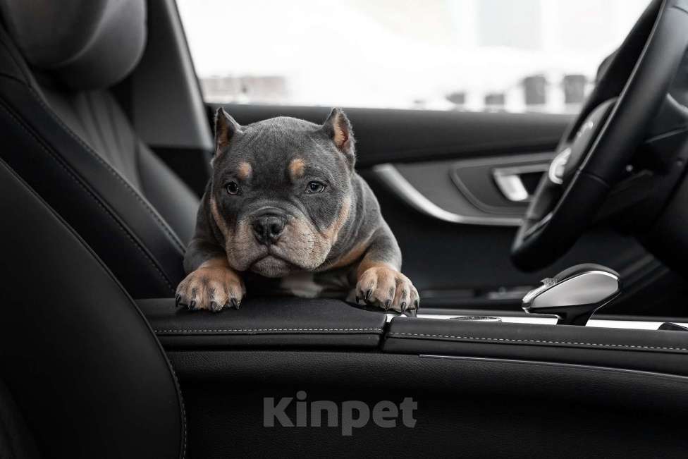 Собаки в Москве: Щенок американского булли покет Мальчик, 170 руб. - фото 3