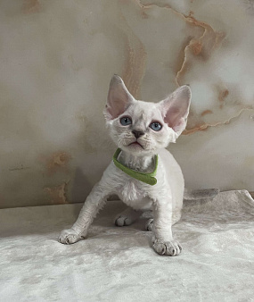 Котенок Девон рекс мальчик с голубыми глазами