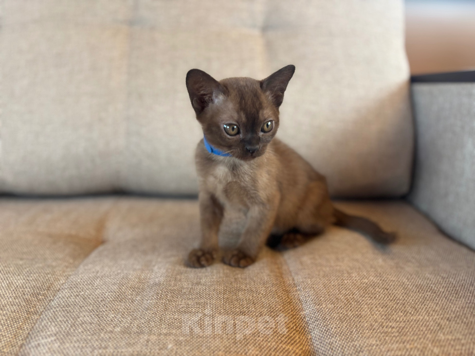 Кошки в Екатеринбурге: Котенок Европейской бурмы Мальчик, 25 000 руб. - фото 2
