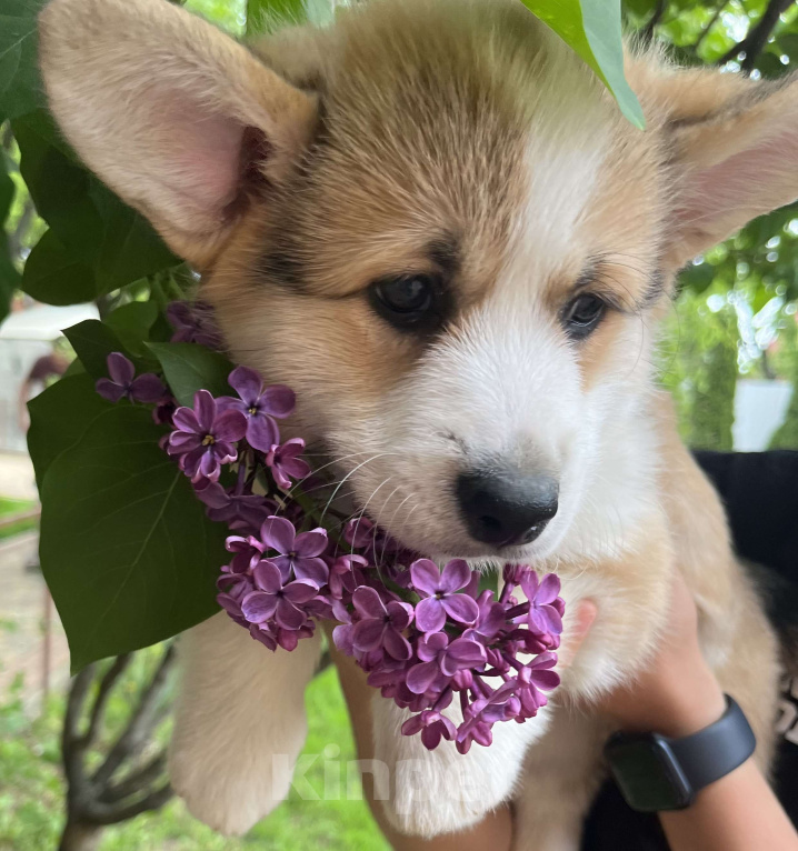 Собаки в Краснодаре: Щенки вельш корги пемброк Девочка, 100 000 руб. - фото 6
