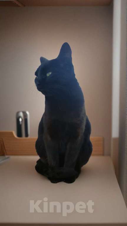 Кошки в Апрелевке: Кошечка Черника (Чернышка) в добрые руки Девочка, Бесплатно - фото 3