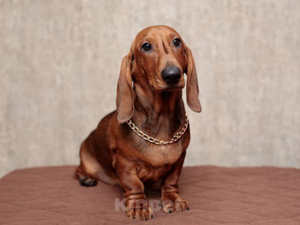 Собаки в Ельце: щенок таксы Мальчик, 33 000 руб. - фото 5