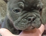 Собаки в других городах Челябинской области: Брутальный мальчик французского бульдога Атос рожден24.11.25 готов к переезду. Мальчик, Бесплатно - фото 3