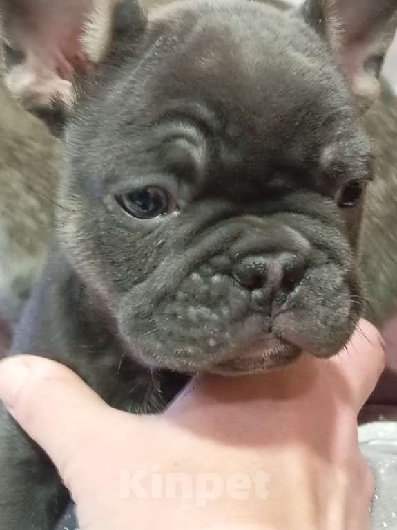 Собаки в других городах Челябинской области: Брутальный мальчик французского бульдога Атос рожден24.11.25 готов к переезду. Мальчик, Бесплатно - фото 3