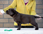 Собаки в Домодедово: Лабрадор щенок РКФ Мальчик, Бесплатно - фото 3