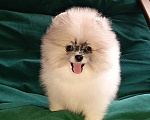 Собаки в Москве: Померанский шпиц мини мальчик Мальчик, 25 000 руб. - фото 1