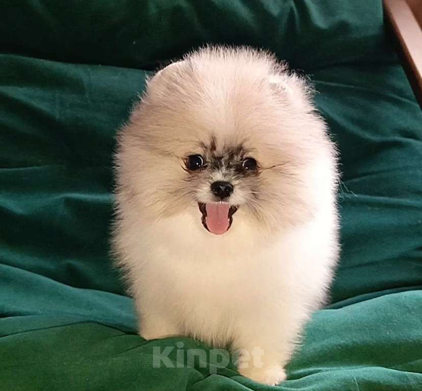 Собаки в Москве: Померанский шпиц мини мальчик Мальчик, 25 000 руб. - фото 1