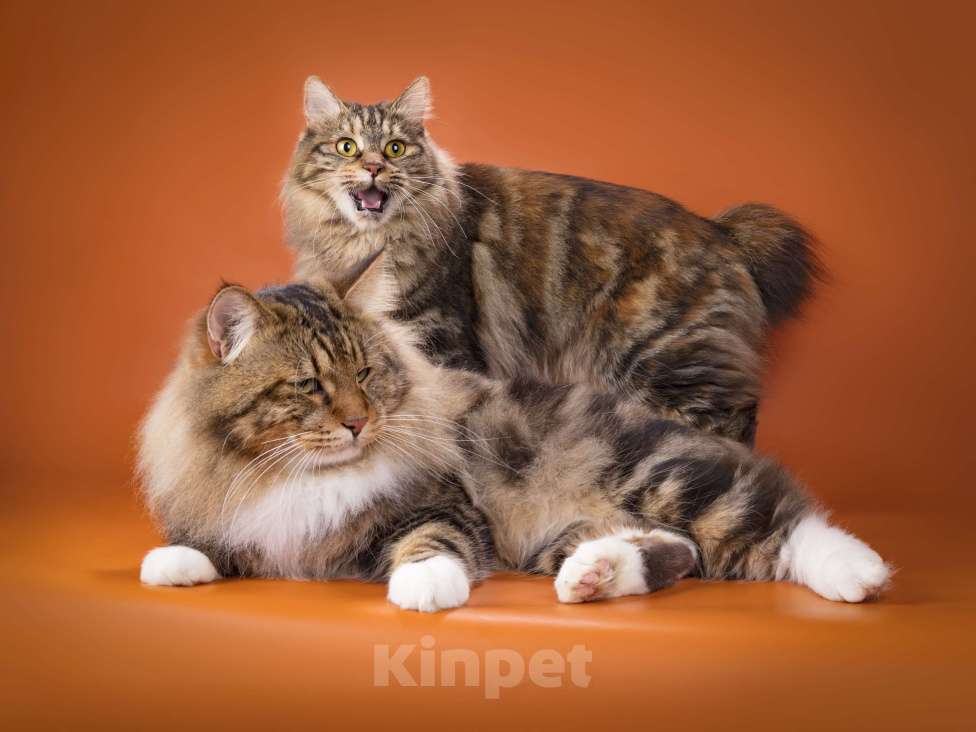 Кошки в Вологде: Курильский бобтейл котята из питомника Девочка, 40 000 руб. - фото 6