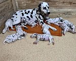 Собаки в Нижнем Новгороде: Далматина щенки Девочка, Бесплатно - фото 2