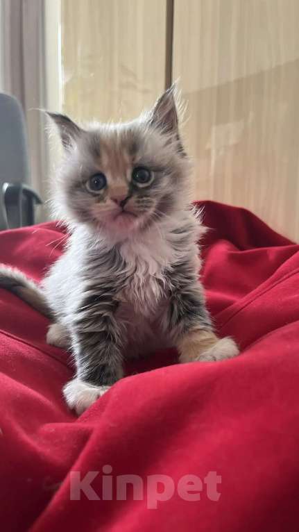 Кошки в Новосибирске: Котенок мейн-кун Девочка, 8 000 руб. - фото 5