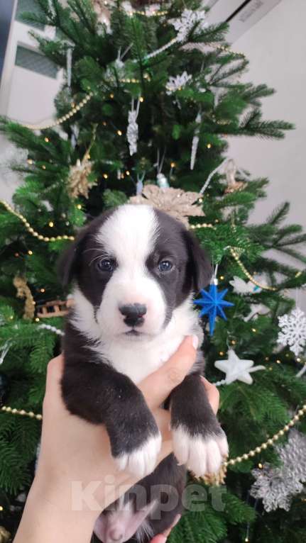 Собаки в Липецке: Бордер колли митис (красавчек 1) Мальчик, 15 000 руб. - фото 3