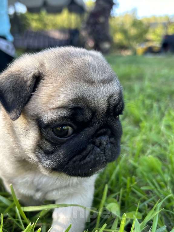 Собаки в других городах Самарской области: Очаровательные мопсики Мальчик, Бесплатно - фото 2