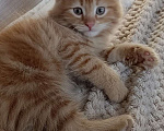 Кошки в Королеве: Котенок в добрые руки Мальчик, Бесплатно - фото 3
