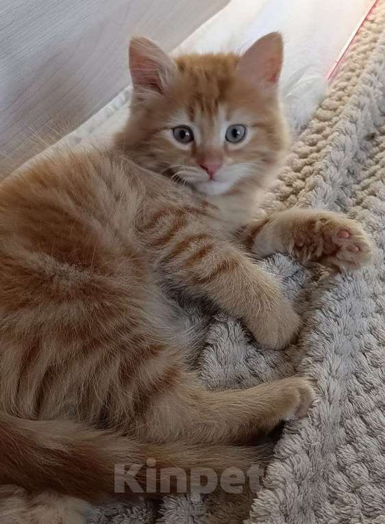 Кошки в Королеве: Котенок в добрые руки Мальчик, Бесплатно - фото 3