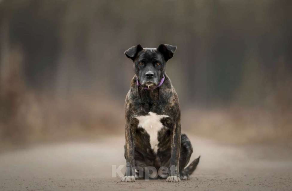 Собаки в Москве: Красавица и умница Кора Девочка, Бесплатно - фото 4