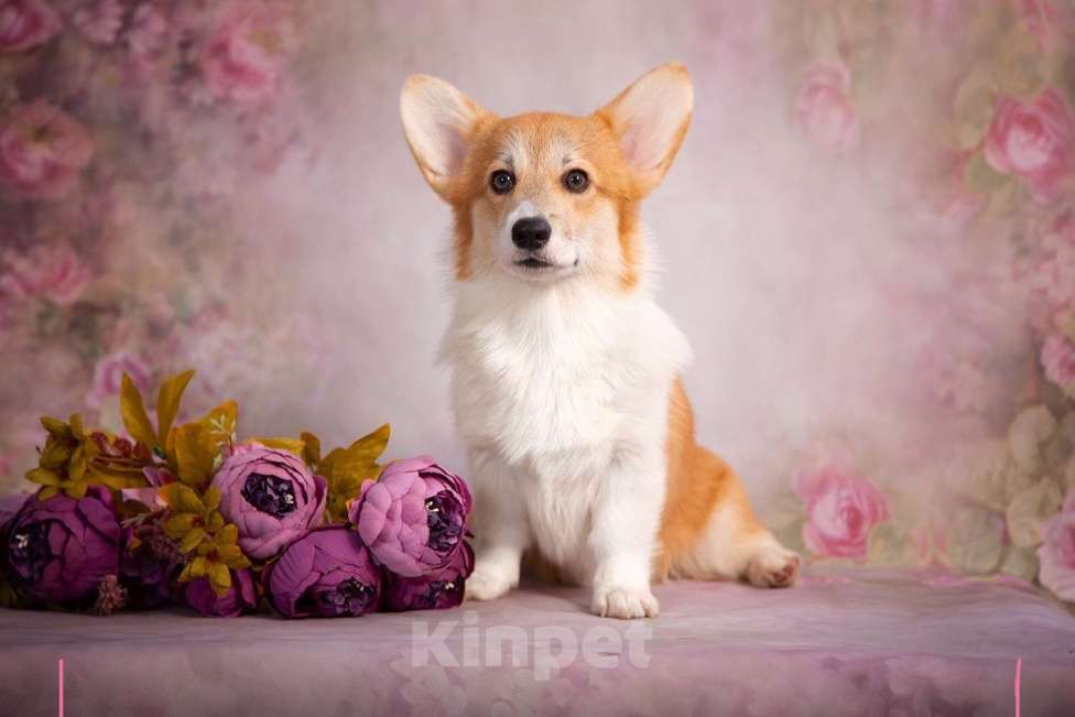 Собаки в Кирове: Вельш Корги Пемброк, щенок Девочка, 70 000 руб. - фото 2