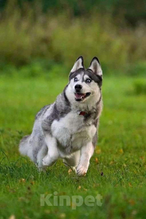 Собаки в Москве: Хаски девочка Аляска в добрые руки Девочка, Бесплатно - фото 5