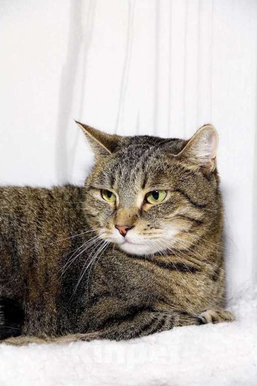 Кошки в Красноармейске: Кошечка Милка ищет дом! Девочка, Бесплатно - фото 4