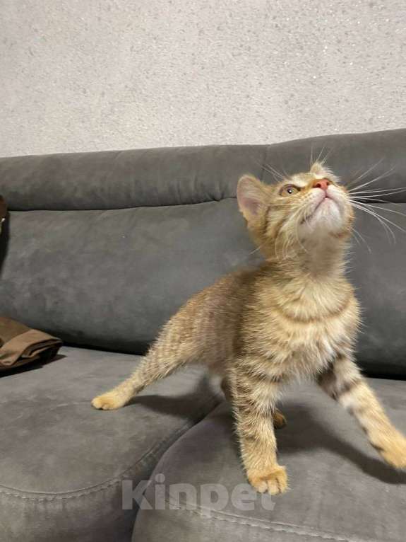 Кошки в Салавате: Котята в заботливые руки, приучены к лотку Девочка, Бесплатно - фото 5